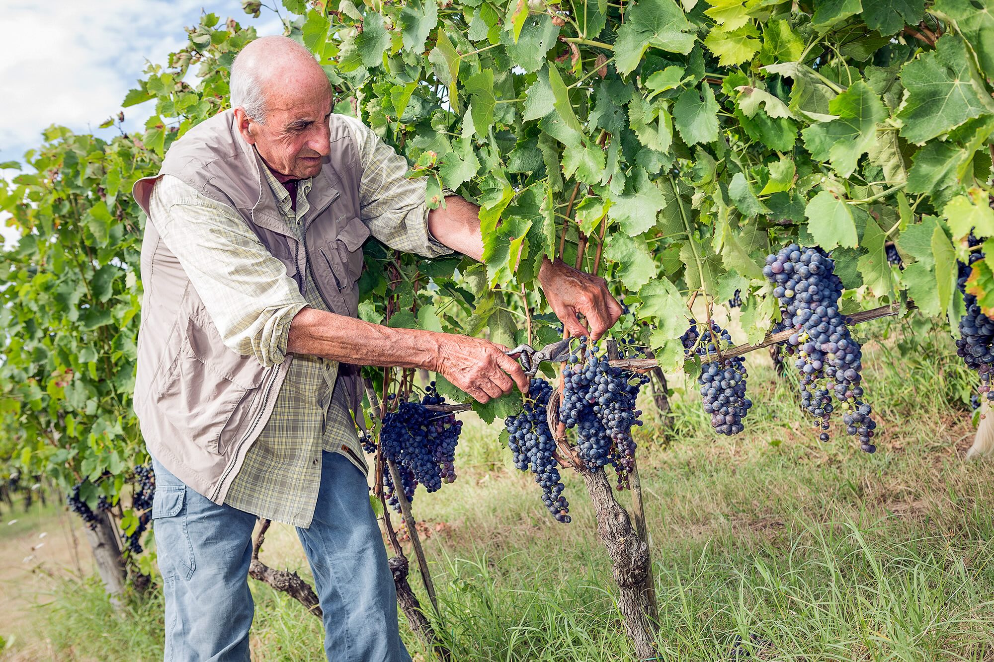 aglianico 4