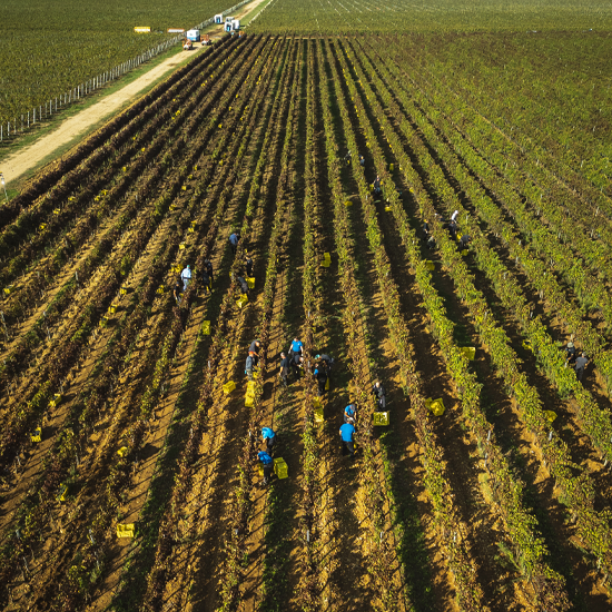 S&M vendemmia cabernet