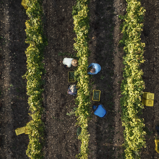 S&M vendemmia torbato